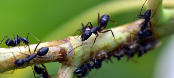 myror på en kvist