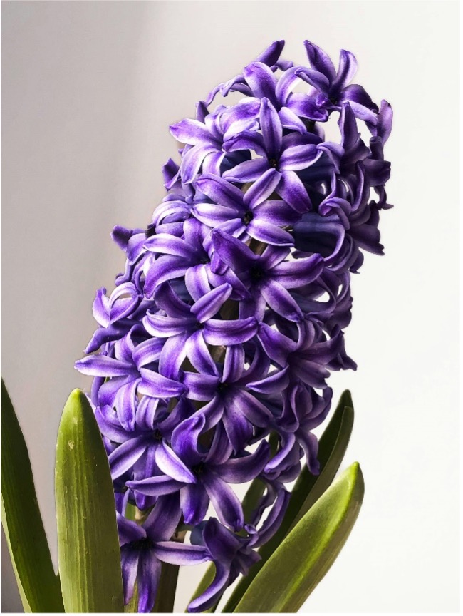 Lila hyacint